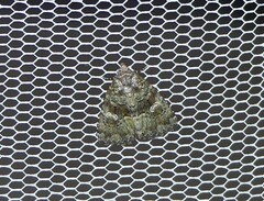 Euprora crypsichlora