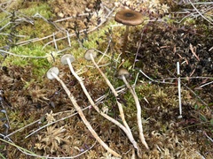 Phaeonematoloma myosotis