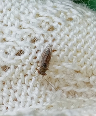 Platycorypha nigrivirga