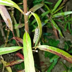 Danaus plexippus plexippus