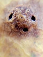 Callirhytis quercusfutilis