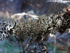 Hypogymnia austerodes