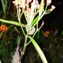 Danaus plexippus plexippus