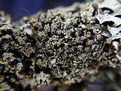 Hypogymnia austerodes