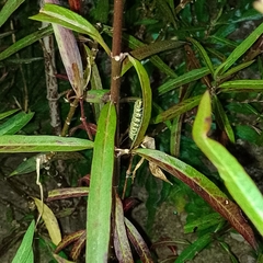 Danaus plexippus plexippus