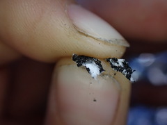 Hypogymnia austerodes