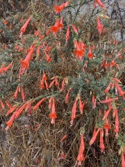 Epilobium canum