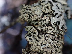 Hypogymnia austerodes