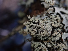 Hypogymnia austerodes