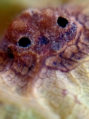 Callirhytis quercusfutilis