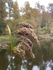 Scirpus pedicellatus