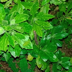 Spodoptera dolichos