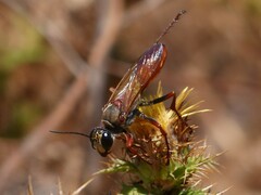 Sphex flavipennis