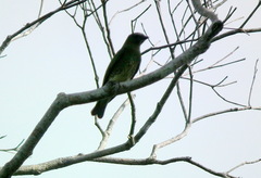 Tersina viridis