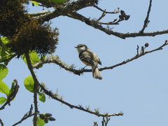 Mecocerculus leucophrys