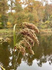 Scirpus pedicellatus