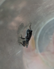 Hyla femoralis