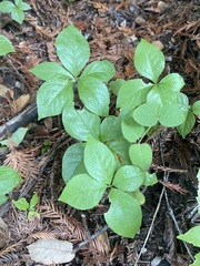 Lysimachia latifolia