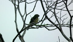 Tersina viridis