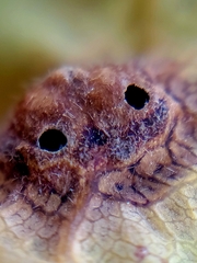 Callirhytis quercusfutilis