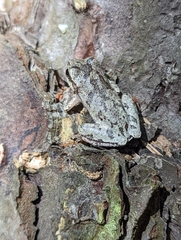 Hyla femoralis