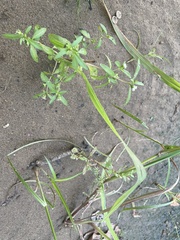 Cyperus esculentus