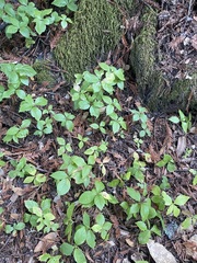 Lysimachia latifolia