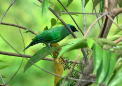 Tersina viridis