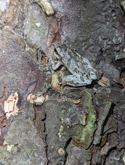 Hyla femoralis