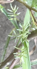 Cyperus esculentus