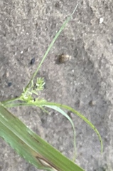 Cyperus esculentus