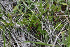 Vaccinium cespitosum