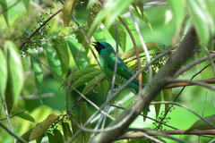 Tersina viridis