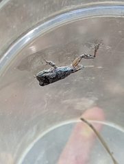 Hyla femoralis
