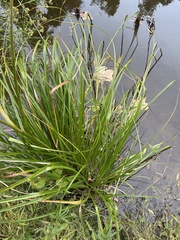 Scirpus pedicellatus