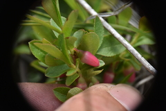 Vaccinium cespitosum