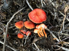 Hygrocybe substrangulata
