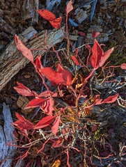 Vaccinium membranaceum