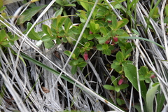 Vaccinium cespitosum