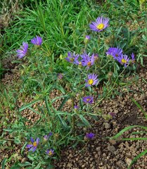 Dieteria bigelovii