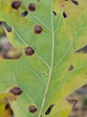 Callirhytis quercusfutilis