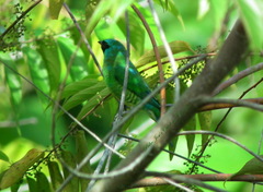 Tersina viridis