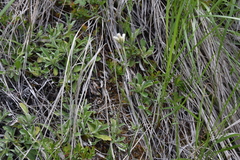 Antennaria howellii