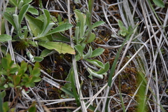 Antennaria howellii