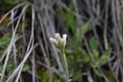 Antennaria howellii