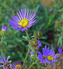 Dieteria bigelovii