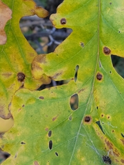 Callirhytis quercusfutilis