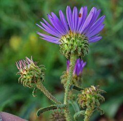 Dieteria bigelovii