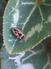 Xanthochilus saturnius
