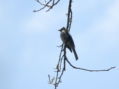Contopus fumigatus
